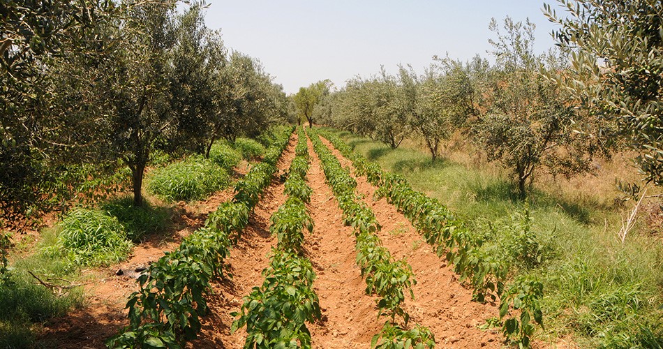 GHG emission mitigation